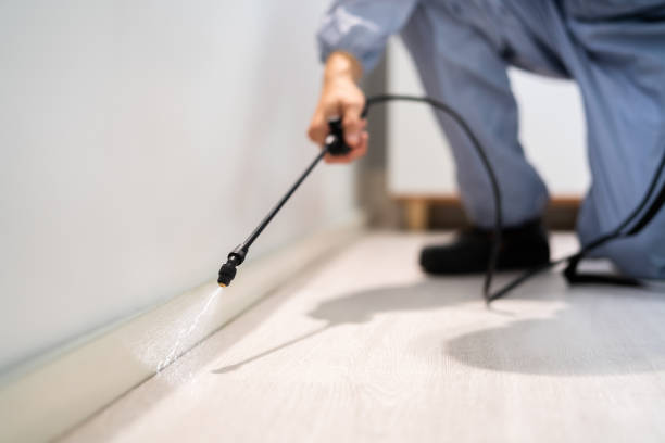 Licensed Wasp Removal service in Tazewell, VA - Show Me Pest Control